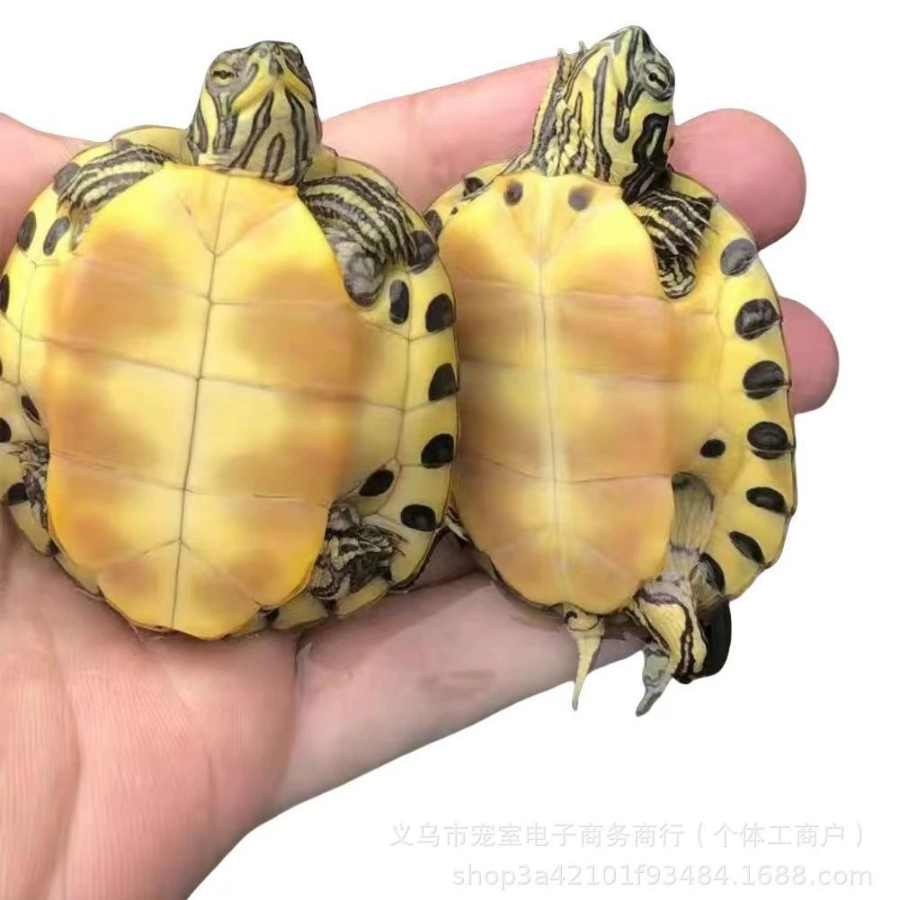 Жёлтый ушной черепашка? нет — это текст: "Yellow ear turtle [mutt fish tank mixed breeding pet source wholesale hot selling small turtle healthy lively active]"