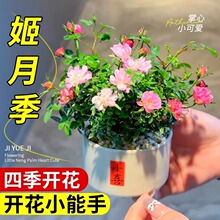 带花苞四季兰花迷你超微型姬月季苔藓球净化空气办公桌面绿植盆栽