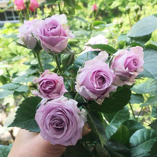 һ�����l�{ɫ�峿��ľ�¼������ļ��ڻ������õ�����̨����