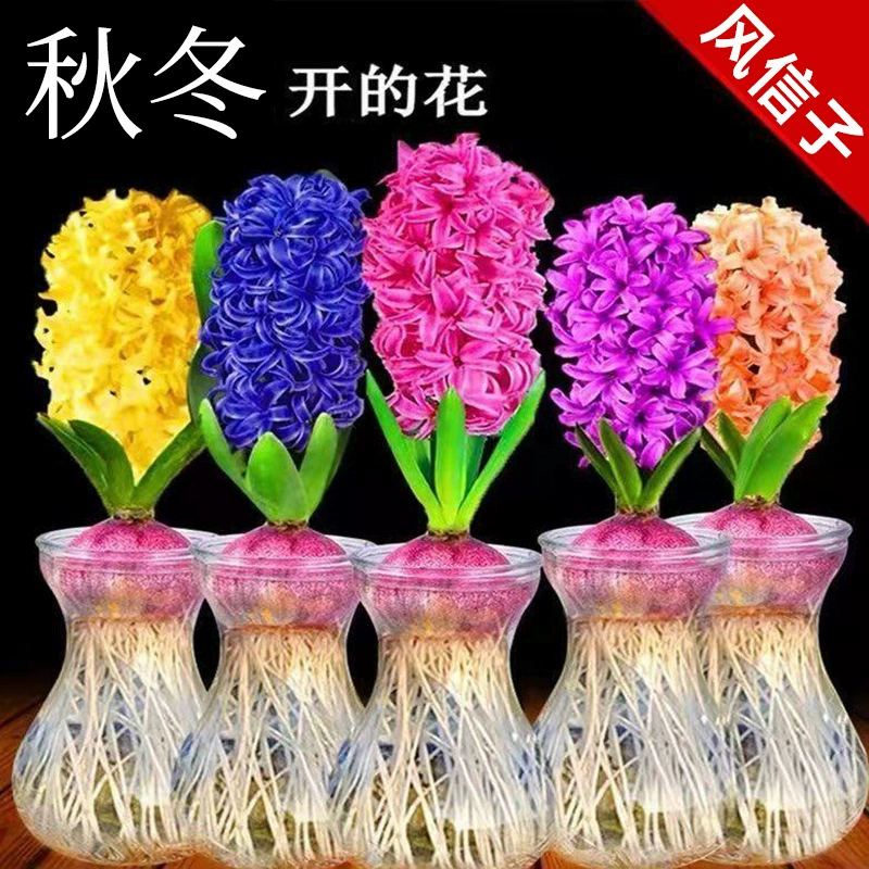 Набор гидропонных семян гиацинта, комнатные растения в водной культуре, цветущие в любое время года, цветочные семена горшечных цветов в почве, нарцисс
