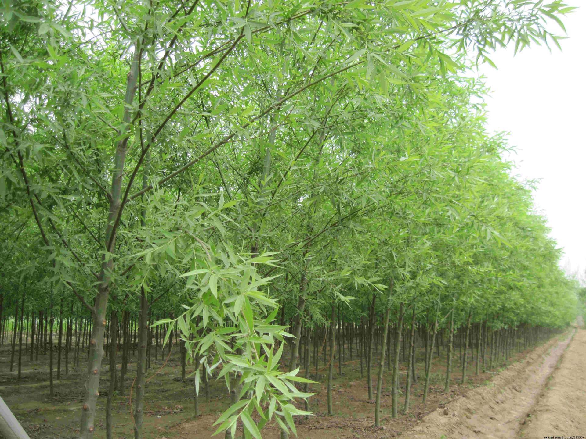 垂柳小苗 树苗柳树 枝条 垂杨柳树苗 竹柳树苗 批发直柳-阿里巴巴