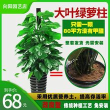 绿萝柱批发盆栽大型办公室客厅植物盆花卉吸甲醛大叶净化凌之凌之