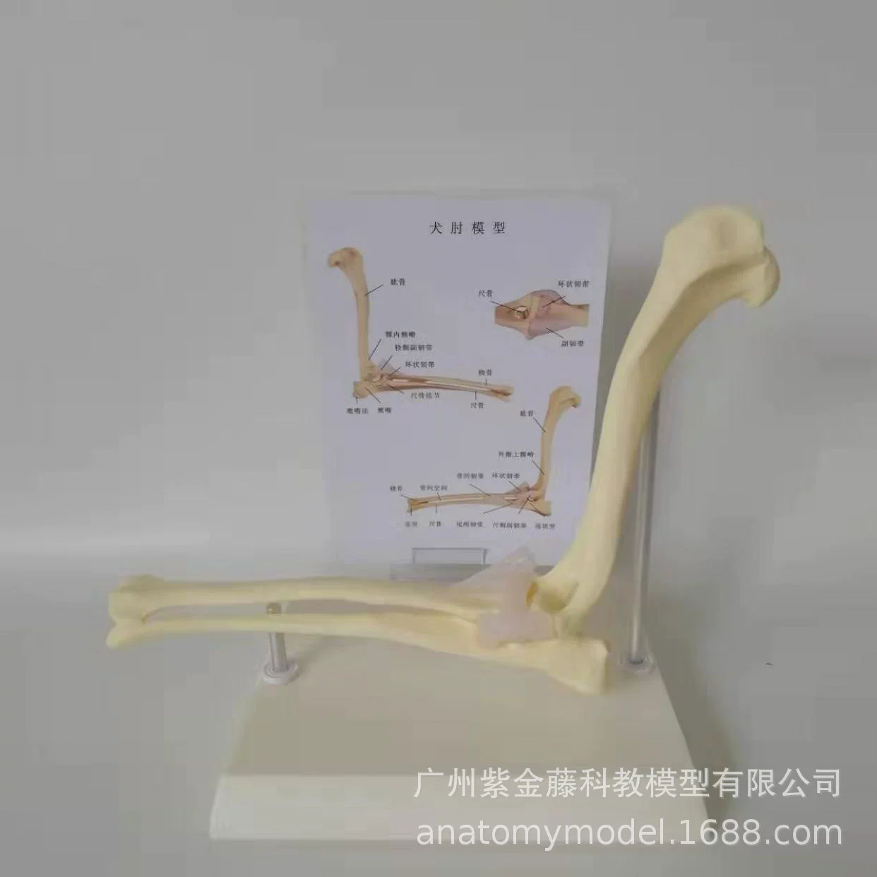 Анатомическая модель локтевого сустава собаки, высокодетализированная, 1:1, для обучения, демонстрации, медицинского и ветеринарного применения