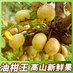 现摘潮汕新鲜油甘果5斤牛甘果余甘子油柑滇橄榄果孕妇酸水果包邮