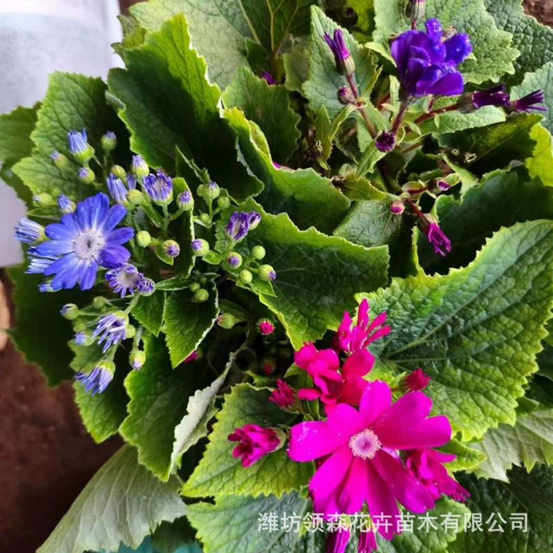 Цинчжоу Четыре сезона декоративный цветок календулы Календула морозостойкая легкая в уходе трава оптом.