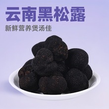 2026新鲜黑松露1000g云南食用菌猪拱菌营养原产成熟块菌煲汤