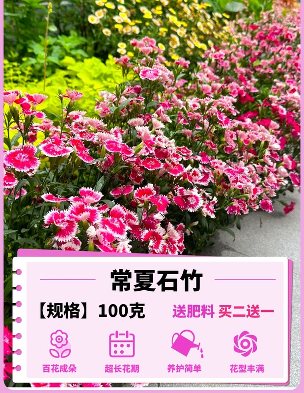 ヨーロピアンコスモスの花の種子は耐寒性の低生のカラフルなコスモスの花の種子で、ベランダ、中庭、屋内外で四季を通じて播種して開花させることができます。|undefined