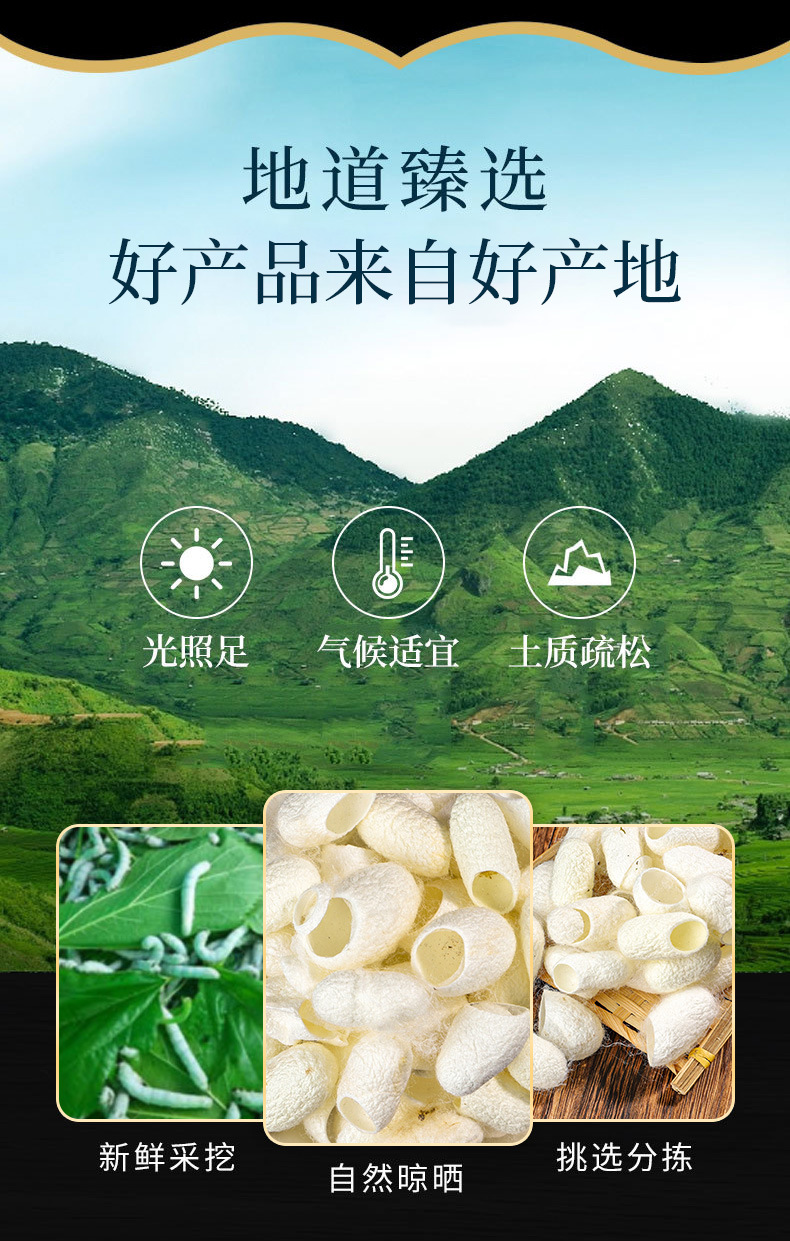 Silkworm Cocoon Shell (Bombyx mori) — Dried Cocoon Husks for Herbal & Beauty Use overview
