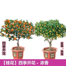 桂花树苗桂花苗盆栽金桂四季桂室内外浓香型阳台花卉绿植庭院盆景