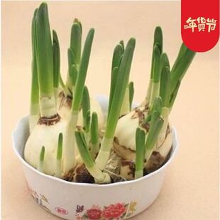 ˮ�ɷN��N�����滨�ܾGֲ����ֲ���辰ˮ��ֲ��ˮ�ɻ���N��