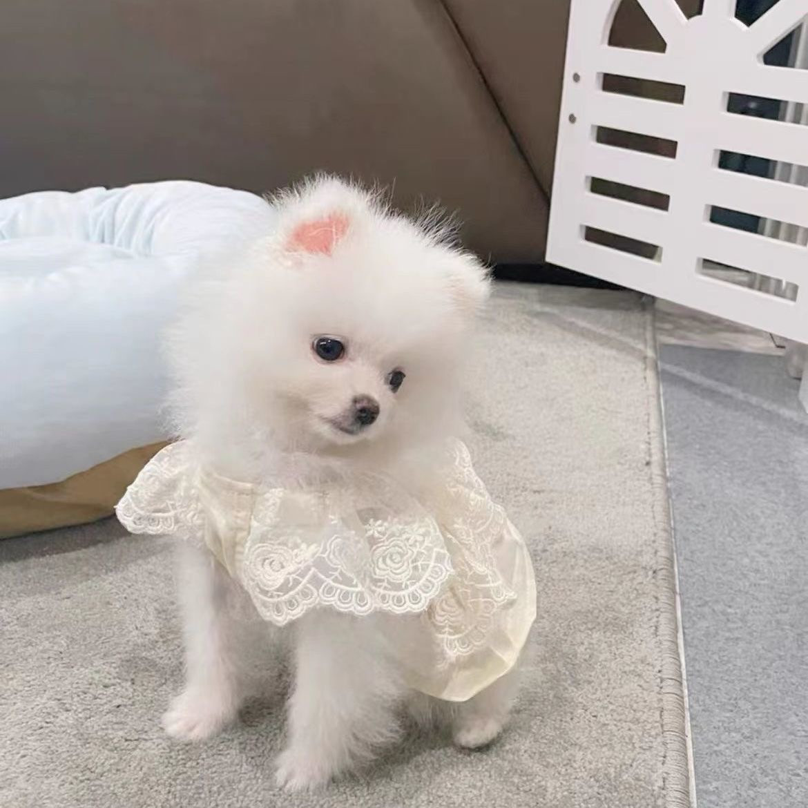 Vestido de verano para perros pequeños ropa ligera transpirable_voghion.com