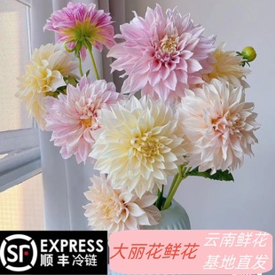 Dahlia Flowers Real Flower Wholesale Yunnan Base Straight Hair Home Insert Water Flower Shop Group Purchase Wedding Direct Supply