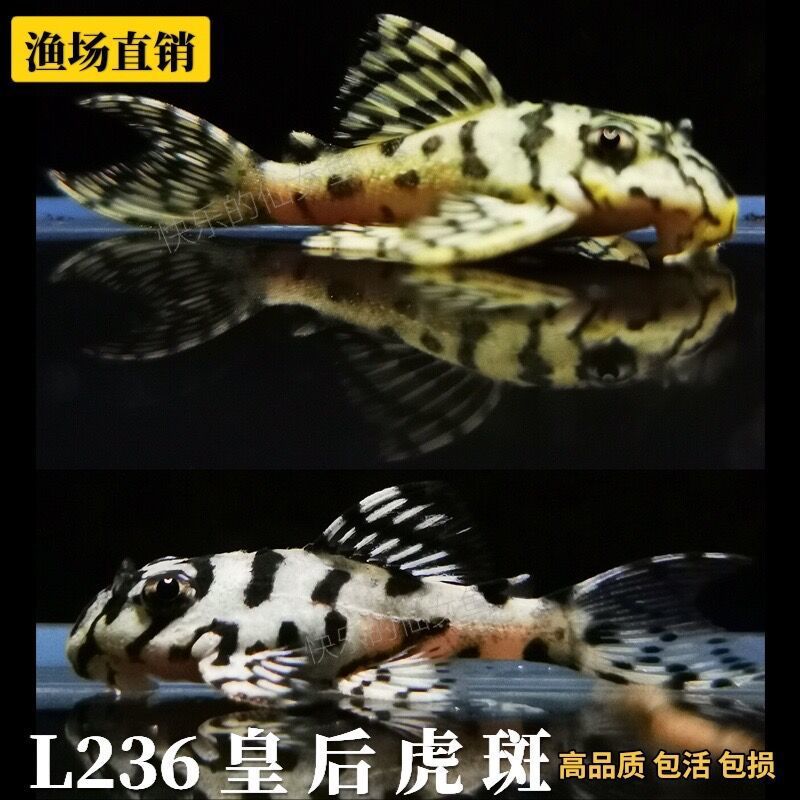 白体纹观赏鱼迷宫虎粗L236精品帝王皇后L333斑异形鱼南美瓷观赏