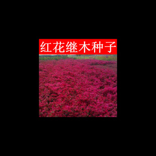 Newly Harvested Red Flower Wood Seeds, Red Flower Wood Saplings, Red Flower Wood Seeds, Red Flower Wood Seedlings Seeds