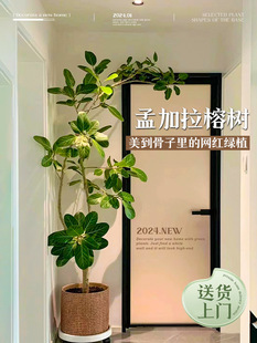 �����ϼ��������Դ��;Gֲ�߼��п͏d�S���Ř��҃������Ƥ�����