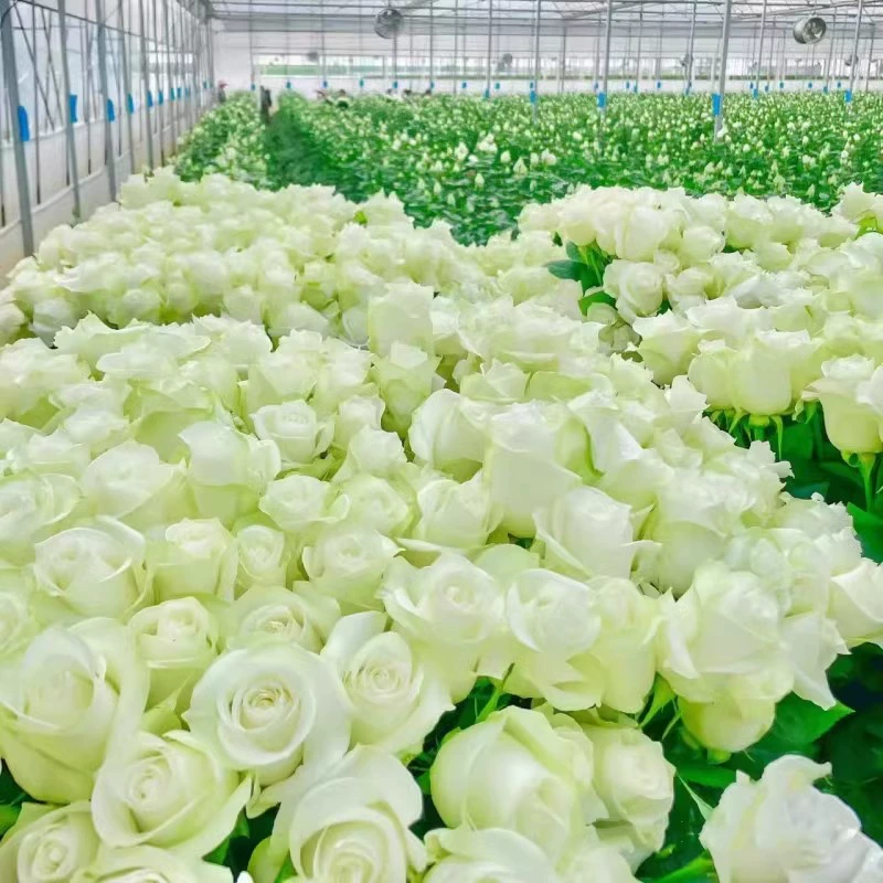 Семена роз цветут в любое время года, цветочные растения в горшках, семена цветов для внутреннего и наружного использования, взрывные горшки, балконы во дворе.