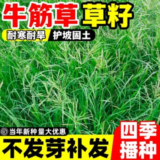 草籽铁线草护坡草籽爬地草巴根草多年生牧草种籽防水土流失