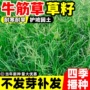 护坡多年生铁线草牧草草籽