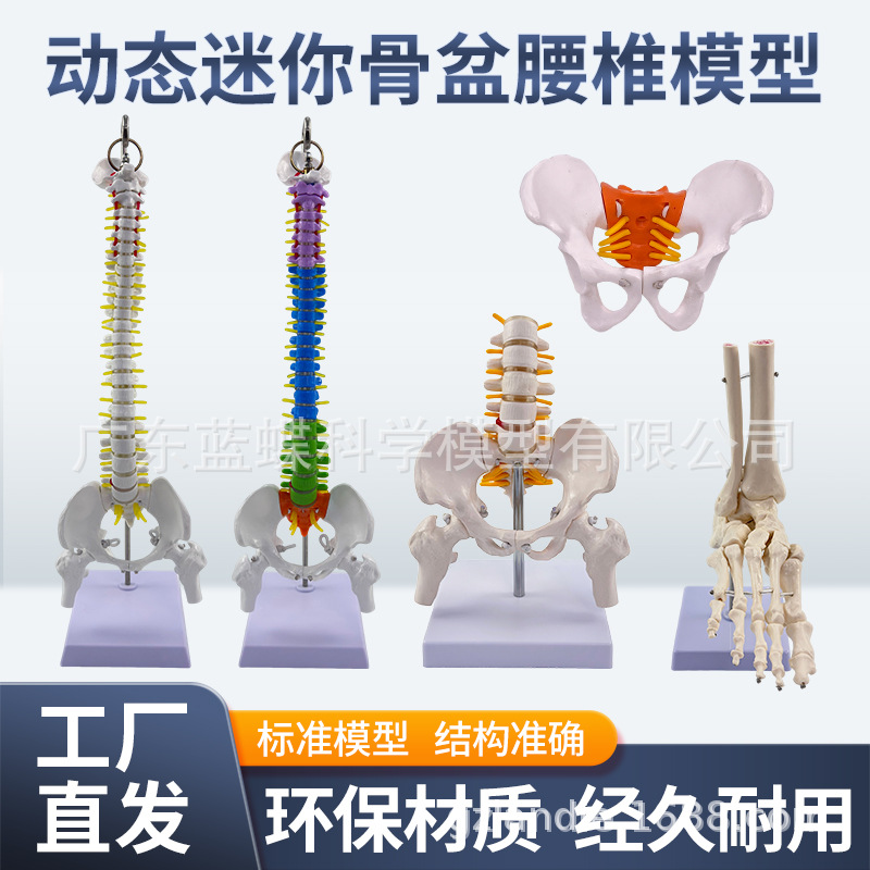 ��̬������׵����ģ�͹ؽڿɻ�������СŮ�Լ������Ľ�ѧ�Ǽ�