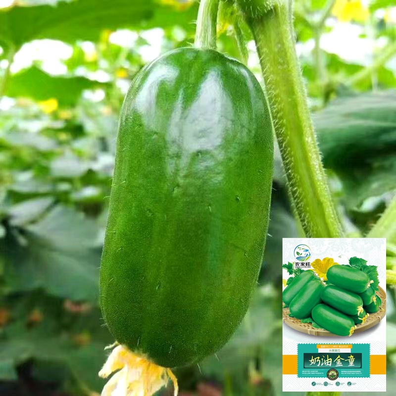 Golden Child Fruit Cucumber Seeds, Jade Girl Cucumber, Edible Raw Cucumber, Local Super Sweet Cucumber, Trellis-Planted Spring and Autumn Potted Seeds