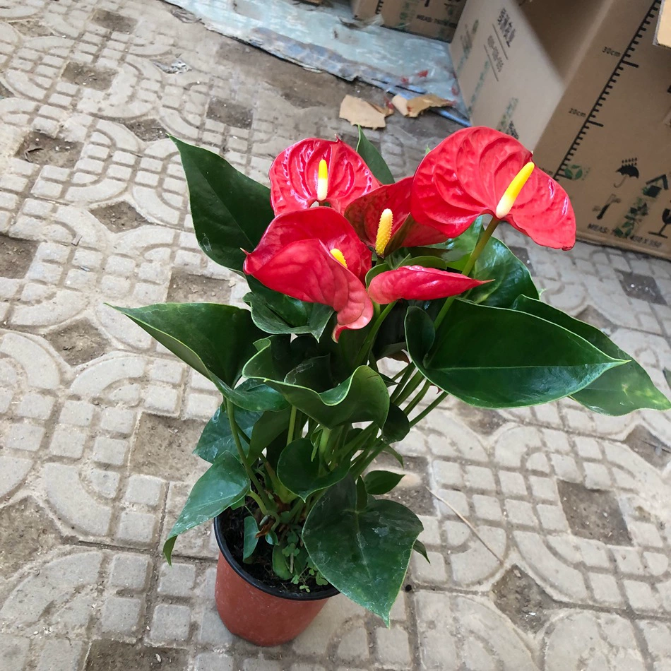 Почва Пей Антуриум Горшечные Цветы Зеленые Растения Красная Свеча Чэнду Офис Двор Дома Внутреннее Садоводство Зеленые Растения