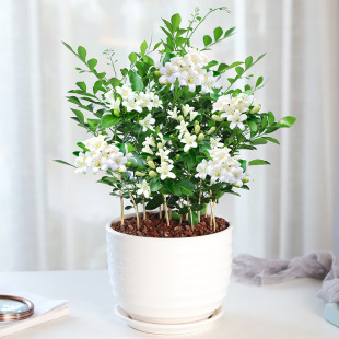 ֲ҃ȝ㻨辰Ϙļ_ǧGֲB