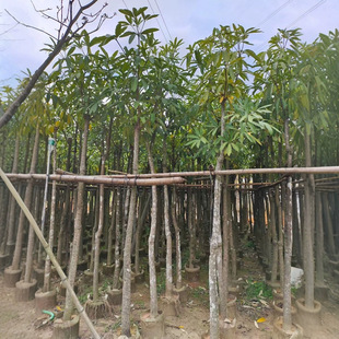 Lamp Tree, Sugar Gum Tree, Potted Tree, Sapling, Large Tree, Diameter 5-10cm Street Tree, Evergreen Landscaping Tree
