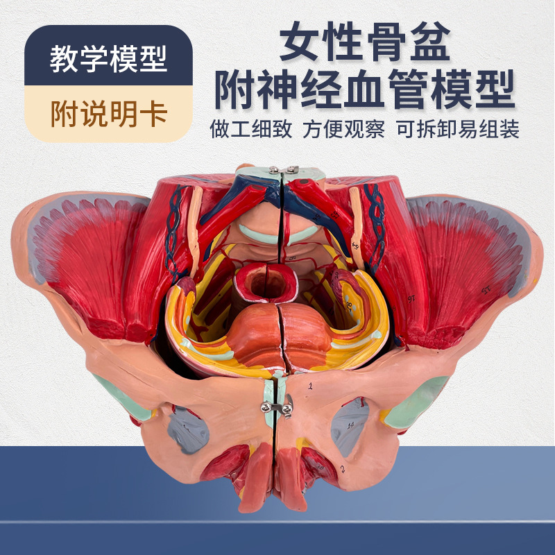 Ů�Թ��踽��׼�����Ѫ��ģ�� ��ǽ��ʹ�����ֳ���ʸ��Ƽ���