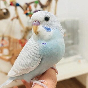 �W�^���B���fԒ���B��Ƥ���B�B����m��С���Ӄ�ͯ�B�Č���С�B