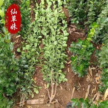 北海道黄杨树苗大叶冬青绿化苗木四季常青庭院篱笆围栏档墙耐寒