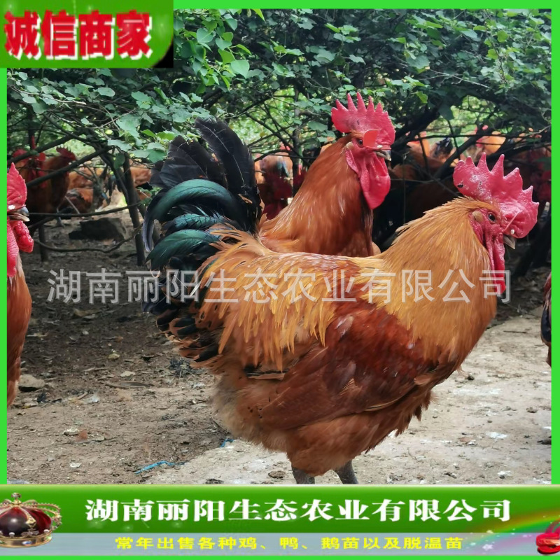 出售快大青脚麻鸡公苗黑脚鸡农村放养跑山鸡抗病力强易活好养肉鸡
