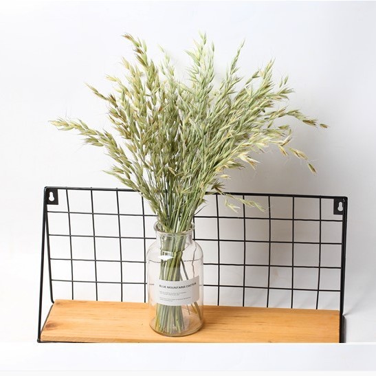 50 개의 기본 귀리 무리