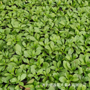 Potted Multi-Headed Verbena, Flower Sea Greening Landscape, Willow Leaf Verbena, Engineering Seedling Site Design