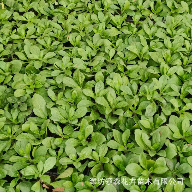 Многоголовая вербена в горшке, цветочное море, зеленение ландшафта, вербена с листьями ивы, инженерный дизайн участка для рассады