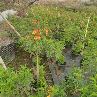 2302基地供应 橙钟花 盆栽 1-2米高 棒棒糖 花境灌木 花量大