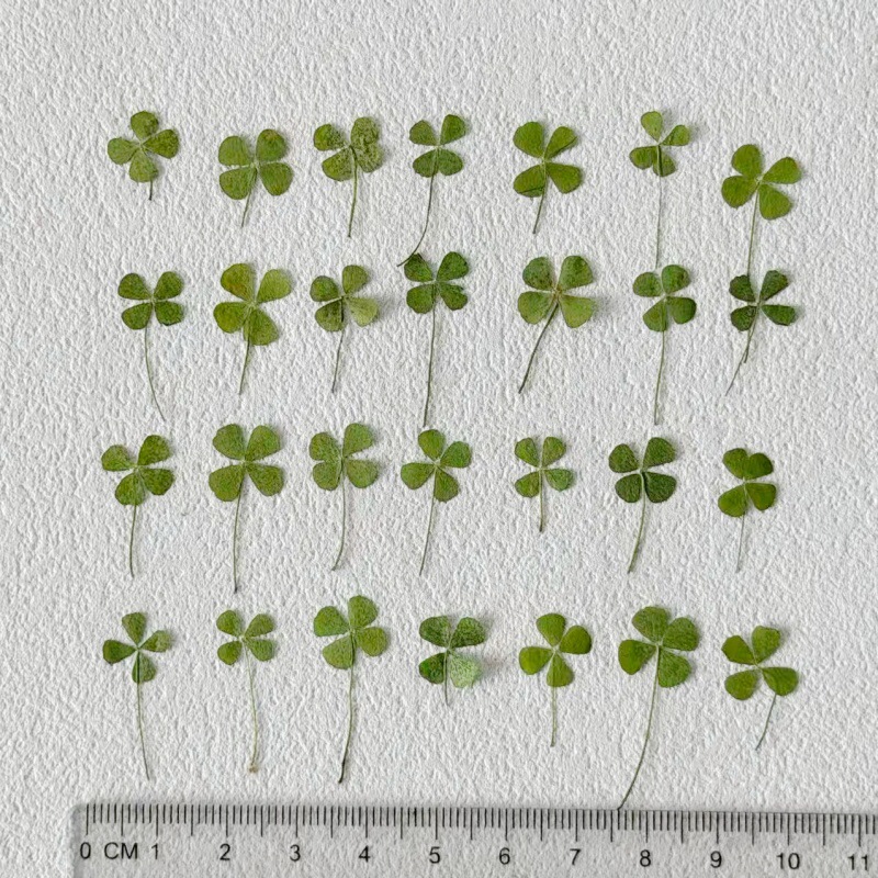 Four-leaf clover Lucky Grass Plant Specimen Dried Flower Embossed Baffle Nail Art Nail Makeup Material Natural Real Flower Real Leaf Four-leaf clover Lucky Grass Plant Specimen Dried Flower Embossed Baffle Nail Art Nail Makeup Material Natural Real Flower Real Leaf