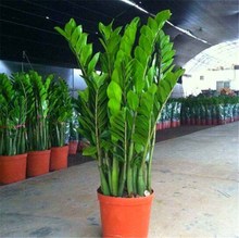金钱树盆栽植物室内花卉客厅四季常青好养绿植大摇钱串子小发财树