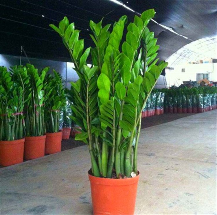 金钱树盆栽植物室内花卉客厅四季常青好养绿植大摇钱串子小发财树