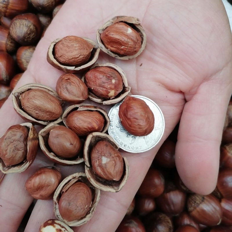 Hazelnut Fry Greatly nut Conscience Net weight factory wholesale factory One piece wholesale