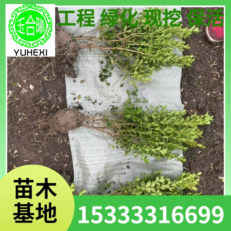 Маленькие листья самшита, саженцы самшита с семенами дыни, саженцы французской холли, саженцы живой изгороди во дворе с золотистыми краями, крупнолистовой самшит