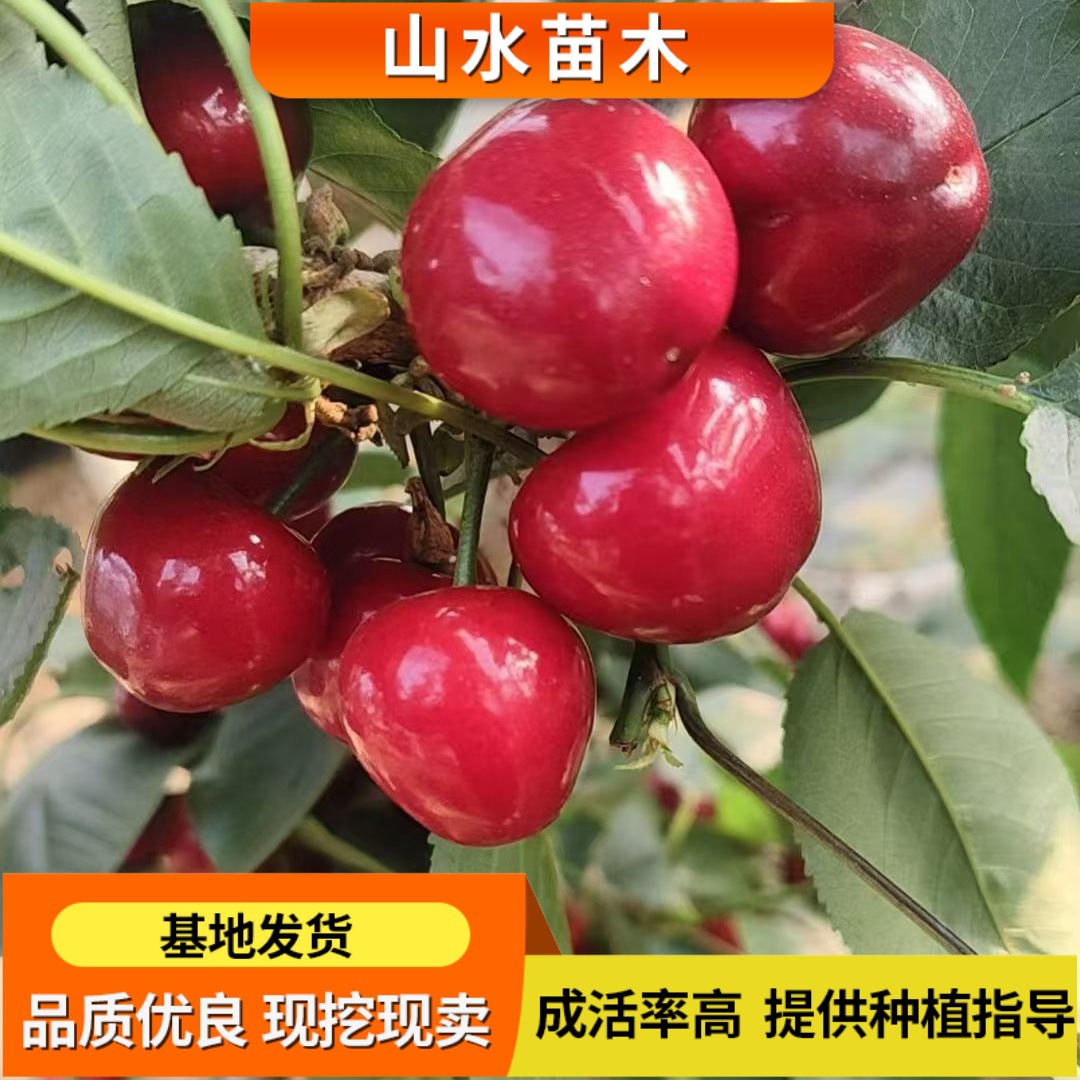 樱桃苗车厘子树苗 果树苗美早樱桃树苗 种植地栽嫁接盆栽樱桃树苗