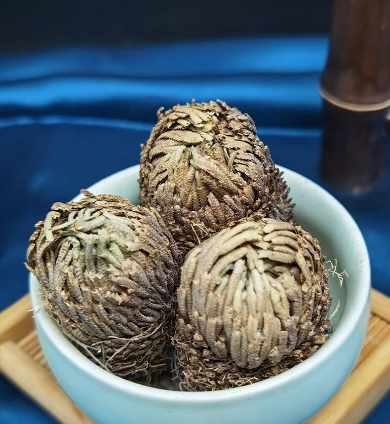 Dried Selaginella Herb Juan Bai 九死还魂草 Wild Resurrection Plant 100g Sample Pack overview