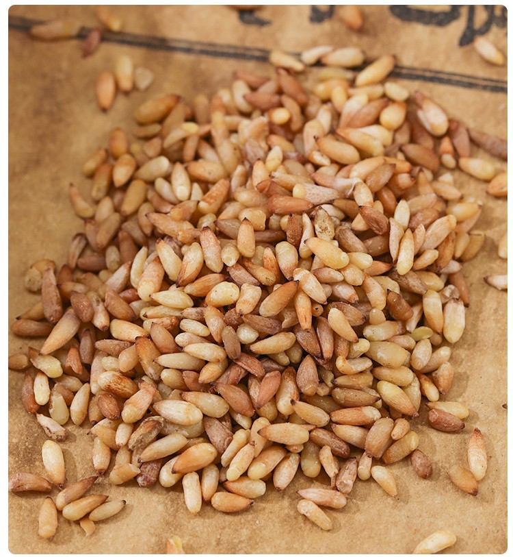 Premium Wild Platycladus Seed Kernel Bai Zi Ren 500g Sulfur-Free Shelled Herbal Tea Powder in use