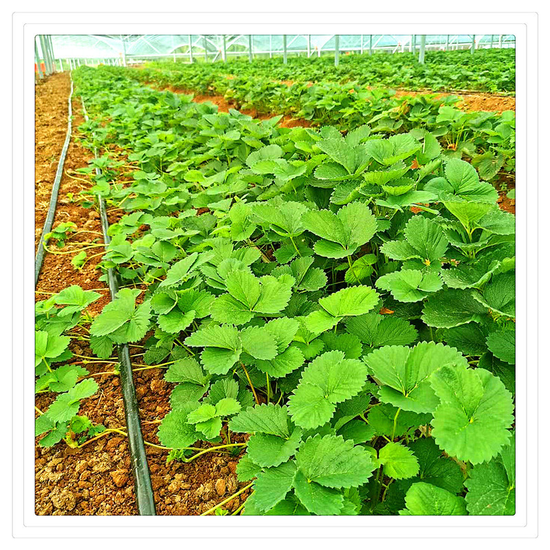 cf59b9a67eafcb54f5abd3c715469d