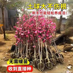 �޽����m�� ���m�������l �S�����m�����m ���mС��@�־G������