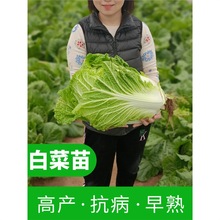 大白菜苗子娃娃菜种苗生菜苗乌塌菜秧苗牛心甘蓝西兰花莴笋蔬种籽