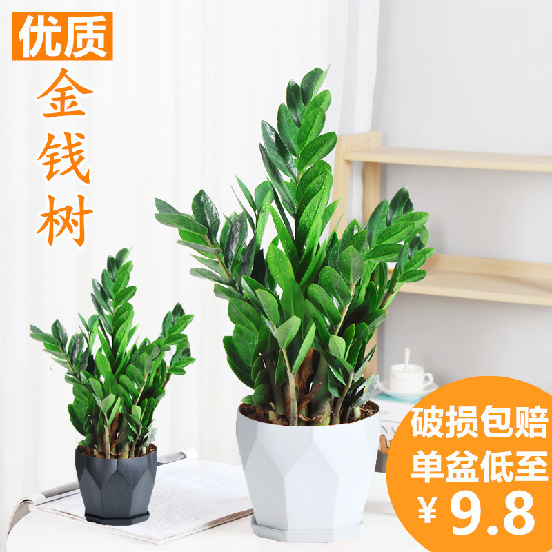 Money Tree Potted Plant Indoor Flower for Living Room, Evergreen and Easy to Care For, Large Money String Small Fortune Tree