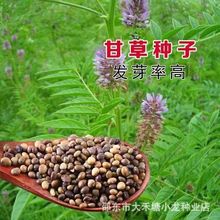 �ʲݷN�� ���²ķN���½��tƤ�ʲݷN���ļ��Nֲ �������