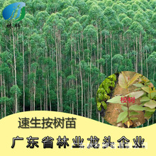 【速生桉树】_速生桉树品牌/图片/价格_速生桉树批发_阿里巴巴