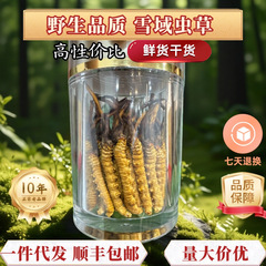 冬虫夏草の規格品チベットのあの曲の乾いた虫草の中で老年の伝統の滋養品は贈り物をします。